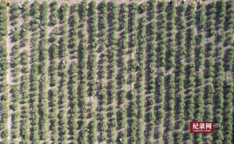 DJI_0676_.jpg